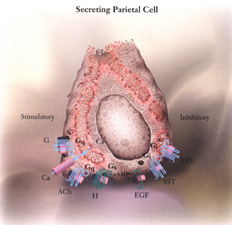 Secreting Parietal Cell